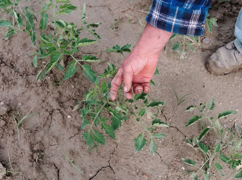 File:HandSoil.jpg